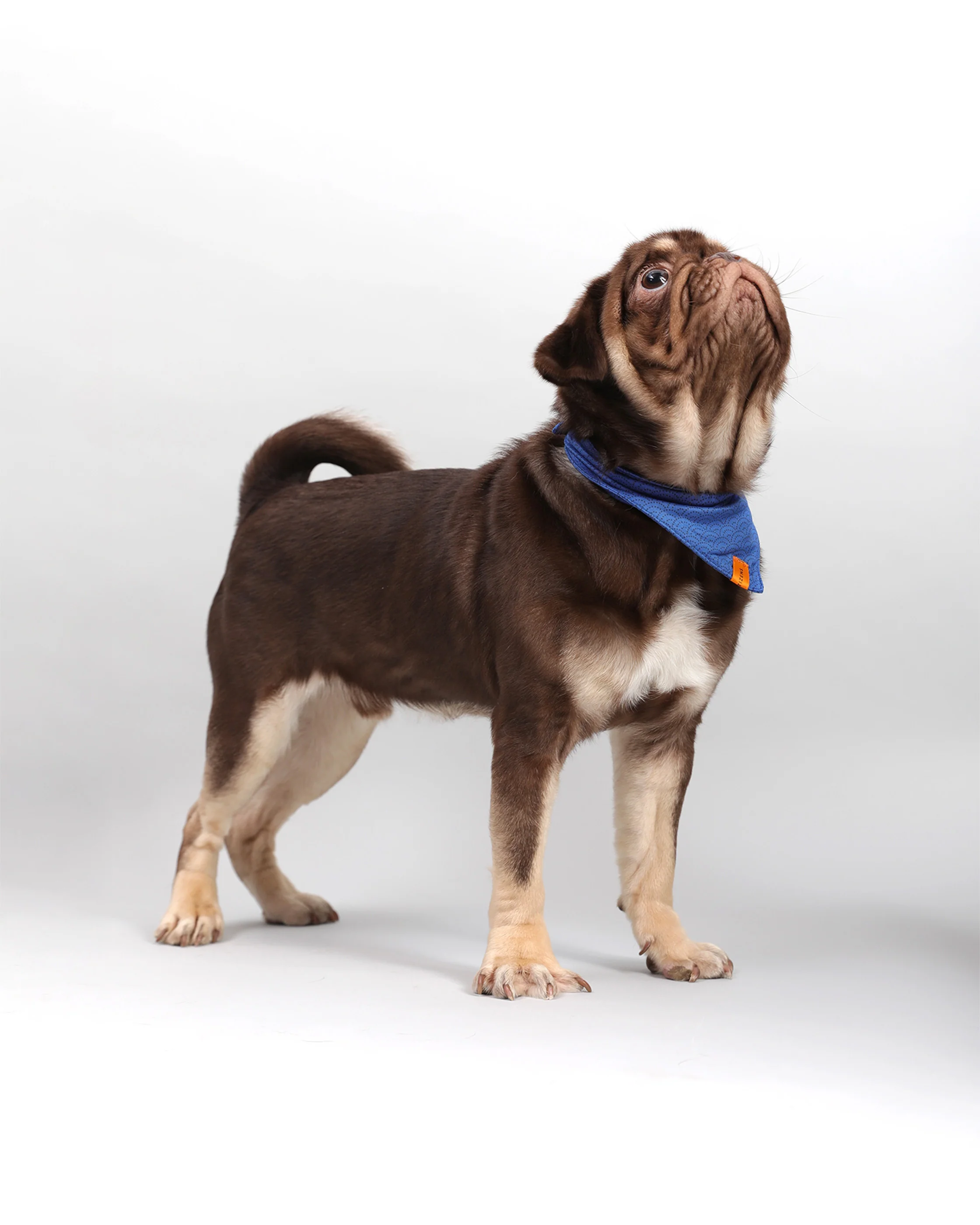 Pawkerchiefs - Image 13