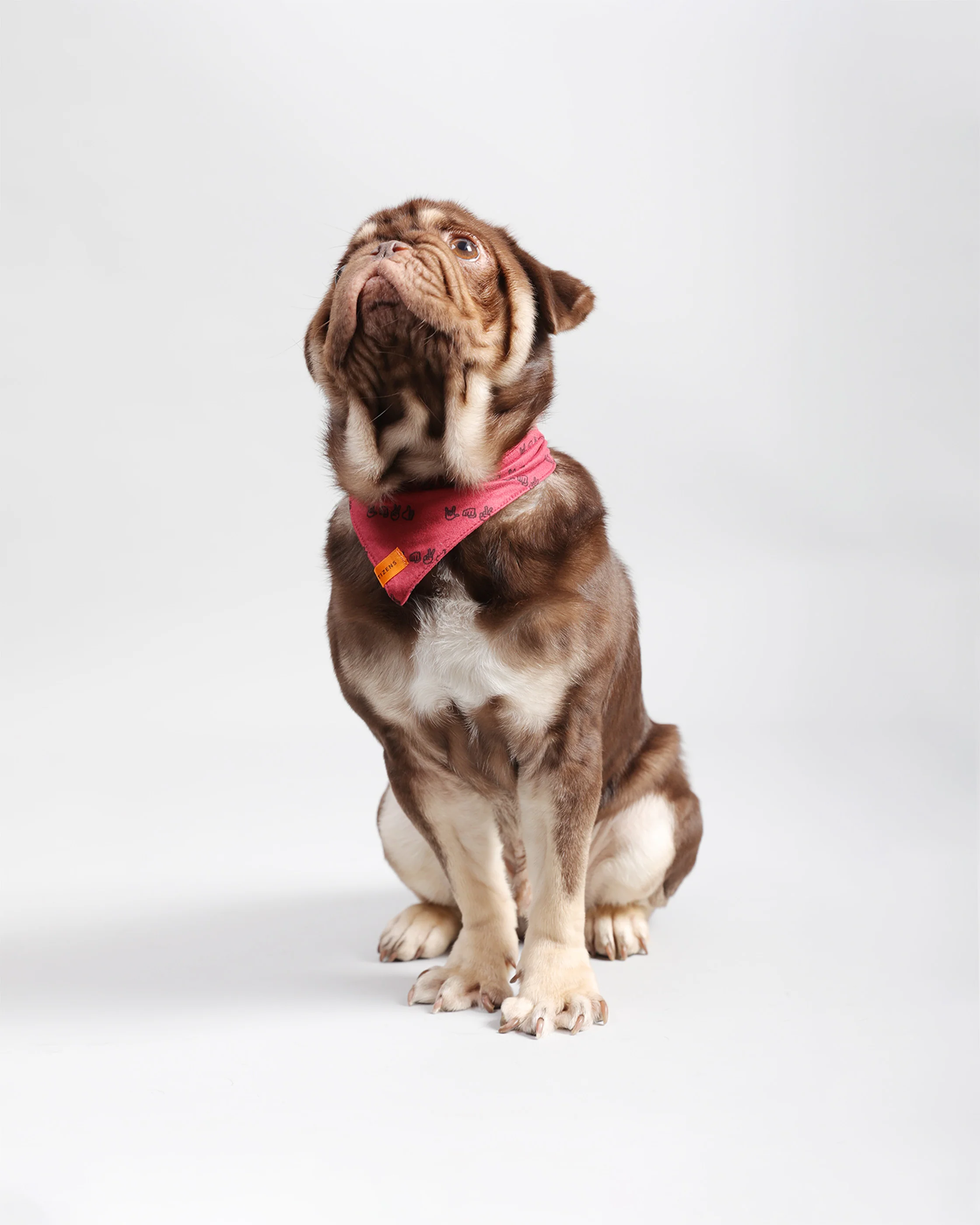 Pawkerchiefs - Image 6